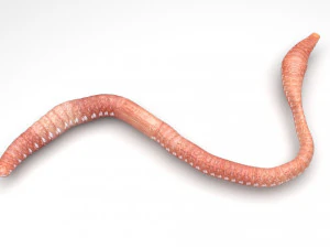 Worms Set 3D Model