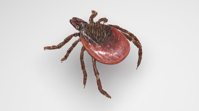 Tick Insect 3D 模型 .c4d .max .obj .3ds .fbx .stl .blend 