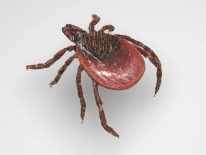 Tick Insect 3D Model