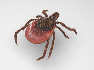 Tick Insect 3D 模型