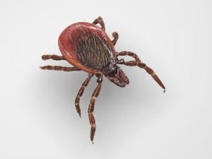 Tick Insect 3D 模型
