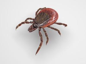 Tick Insect 3D 模型