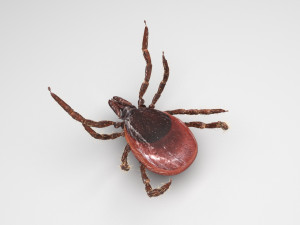 Tick Insect 3D 模型