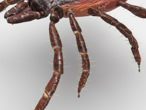 Tick Insect 3D 模型