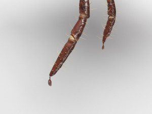 Tick Insect 3D 模型