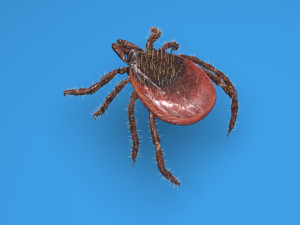 Tick Insect 3D 模型