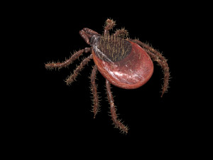 Tick Insect 3D 模型