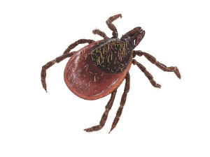 Tick Insect 3D 模型