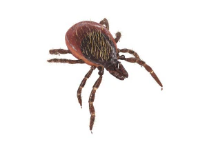 Tick Insect 3D Model
