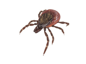 Tick Insect 3D 模型