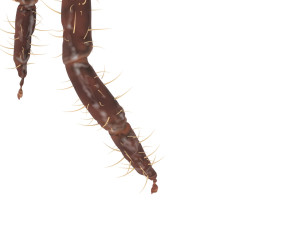 Tick Insect 3D 模型
