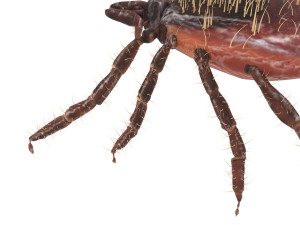 Tick Insect 3D 模型
