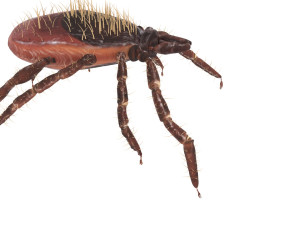 Tick Insect 3D 模型