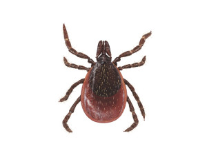 Tick Insect 3D 模型