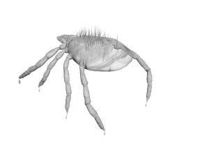Tick Insect 3D 模型