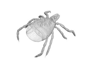 Tick Insect 3D 模型