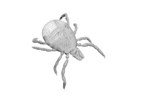 Tick Insect 3D 模型
