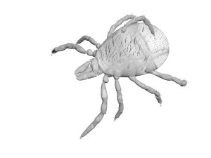 Tick Insect 3D 模型