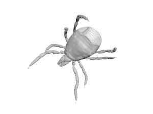 Tick Insect 3D 模型