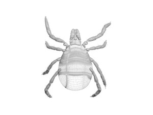 Tick Insect 3D 模型