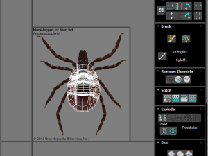 Tick Insect 3D 模型