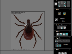 Tick Insect 3D 模型