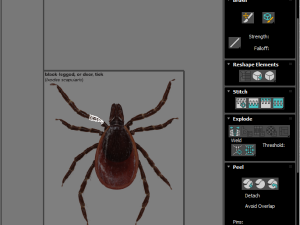 Tick Insect 3D 模型