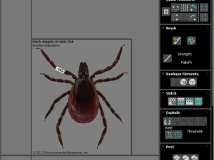 Tick Insect 3D 模型