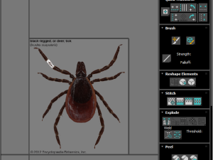 Tick Insect 3D 模型