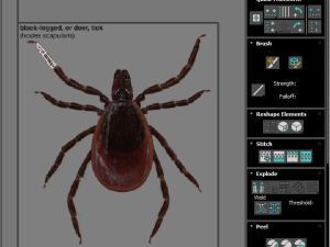 Tick Insect 3D 模型