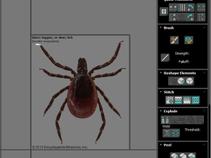 Tick Insect 3D 模型