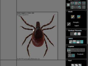 Tick Insect 3D 模型