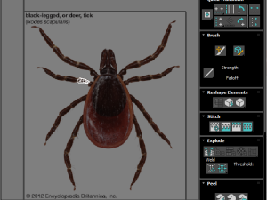 Tick Insect 3D 模型
