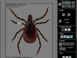 Tick Insect 3D 模型