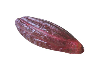 Brown Cocoa Fruit 3D Model