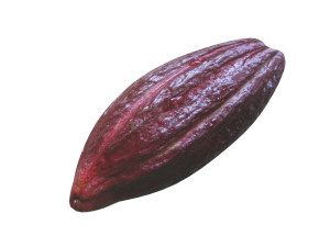 Brown Cocoa Fruit 3D Model