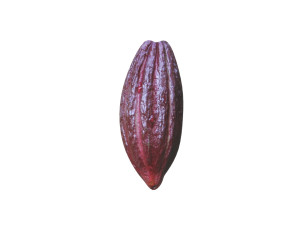 Brown Cocoa Fruit 3D Model