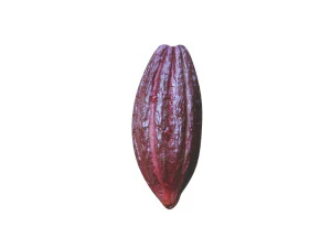 Brown Cocoa Fruit 3D Model