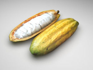 Opened and Unripe Cocoa Fruit Modelo 3D