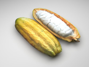 Opened and Unripe Cocoa Fruit Modelo 3D