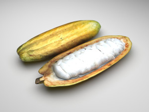 Opened and Unripe Cocoa Fruit Modelo 3D