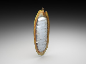 Opened and Unripe Cocoa Fruit Modelo 3D