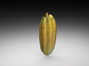 Opened and Unripe Cocoa Fruit Modelo 3D