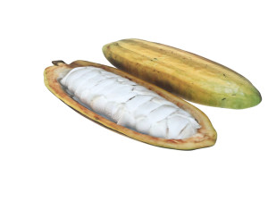 Opened and Unripe Cocoa Fruit Modelo 3D