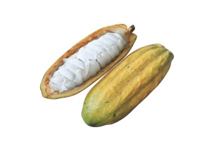Opened and Unripe Cocoa Fruit Modelo 3D
