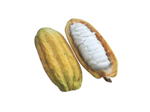 Opened and Unripe Cocoa Fruit Modelo 3D