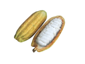 Opened and Unripe Cocoa Fruit Modelo 3D
