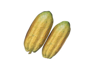 Opened and Unripe Cocoa Fruit Modelo 3D