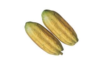 Opened and Unripe Cocoa Fruit Modelo 3D