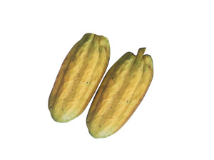 Opened and Unripe Cocoa Fruit Modelo 3D